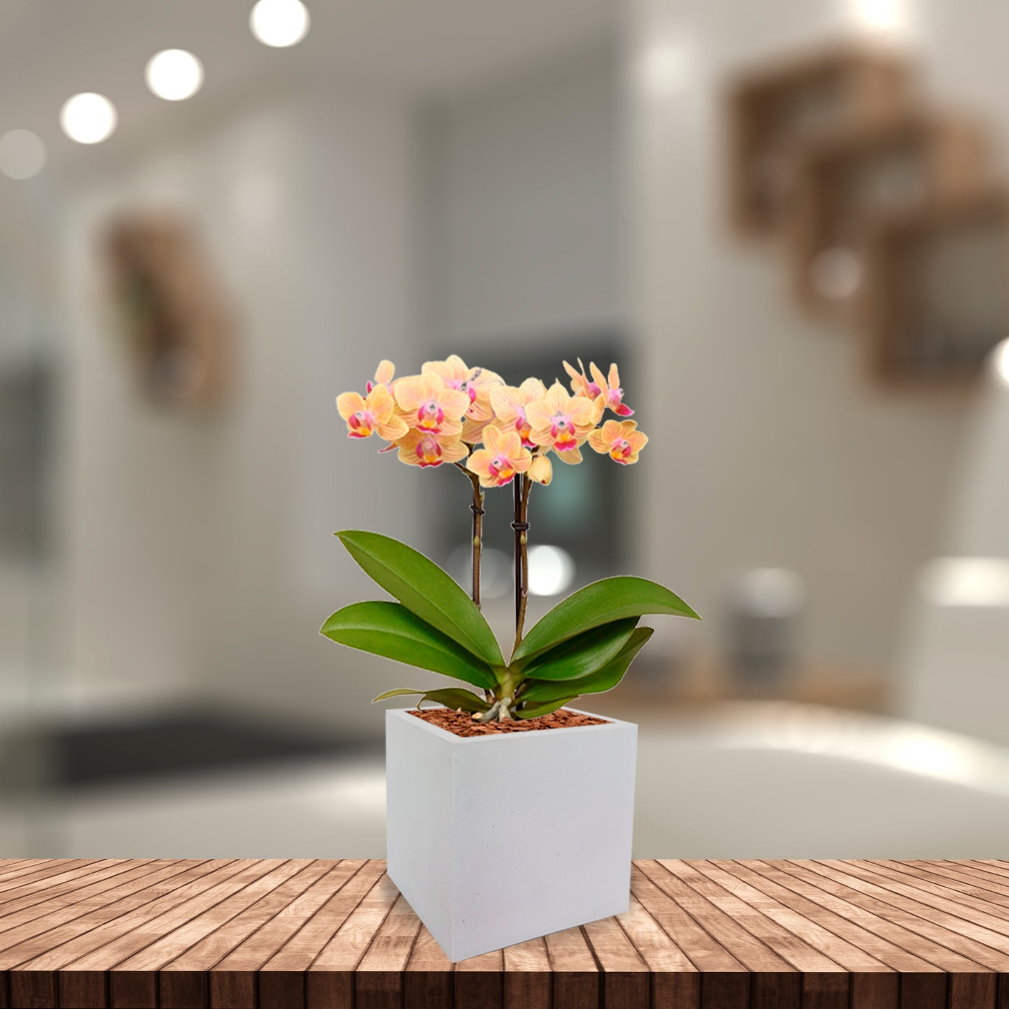 Arreglo Cuadrada Con Orquídea Multiflora con tarjeta de regalo