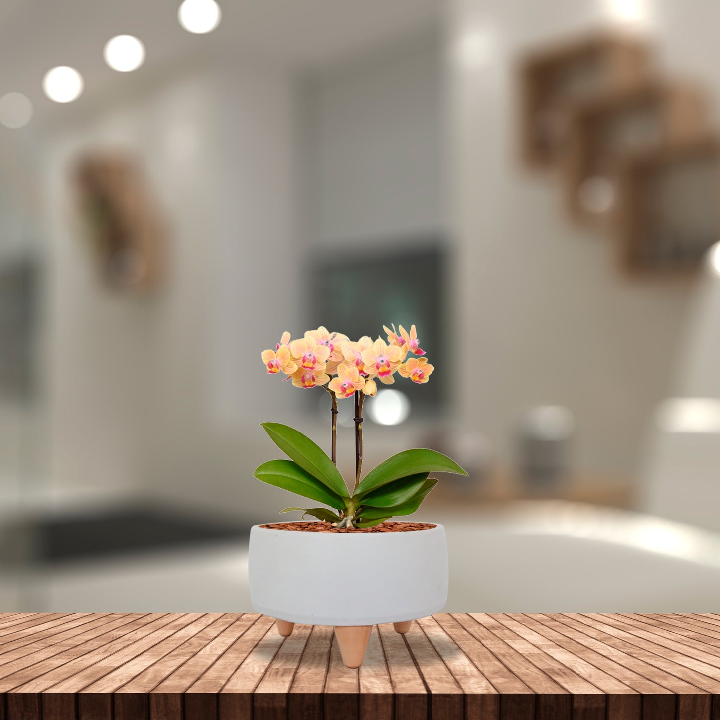 Arreglo Ónix Con Orquídea Mini con tarjeta de regalo