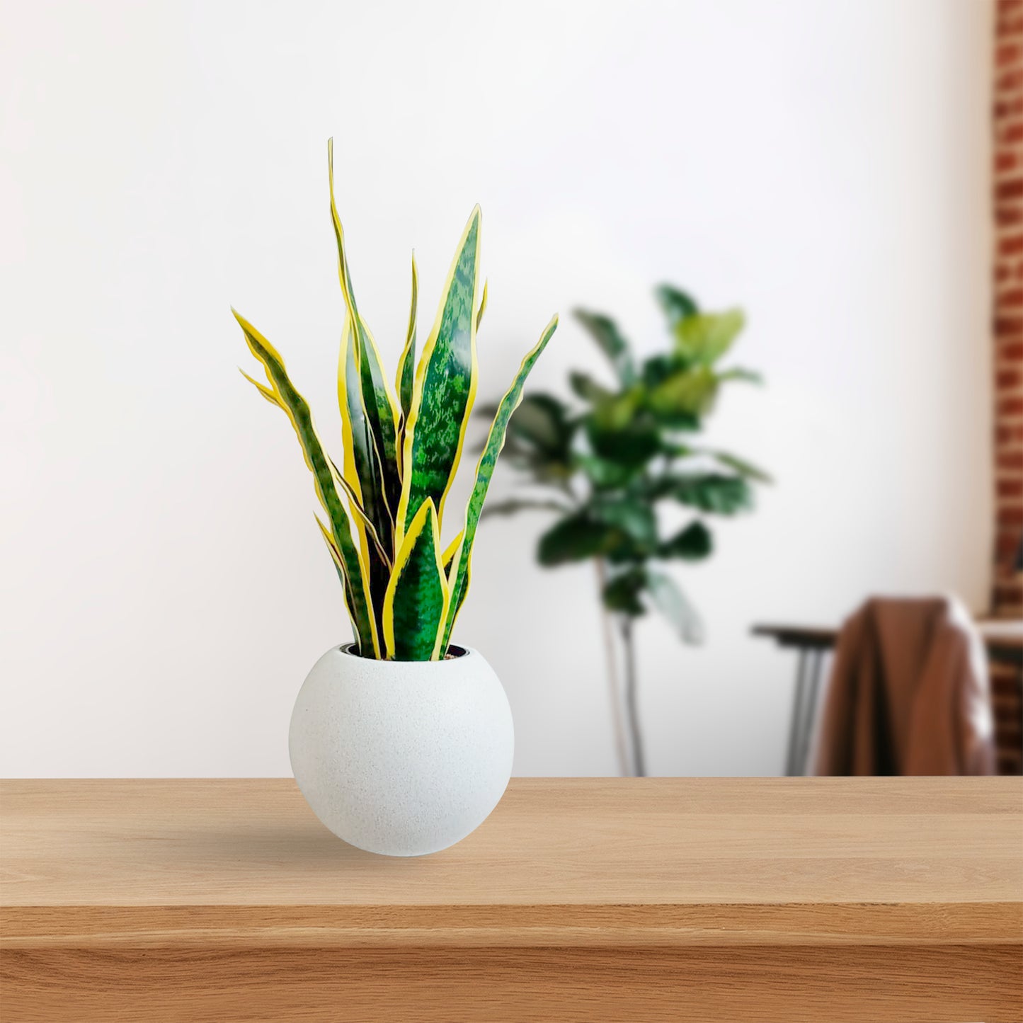 Arreglo Artificial Sansevieria.