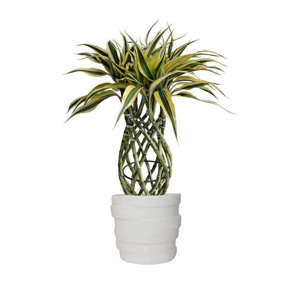 Bambú Trenzado con matera cerámica anillos