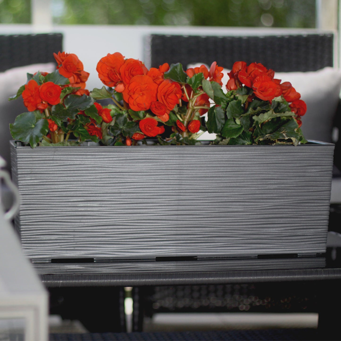 Matera Begonia Diseño Labrado 19x56 - Blanco