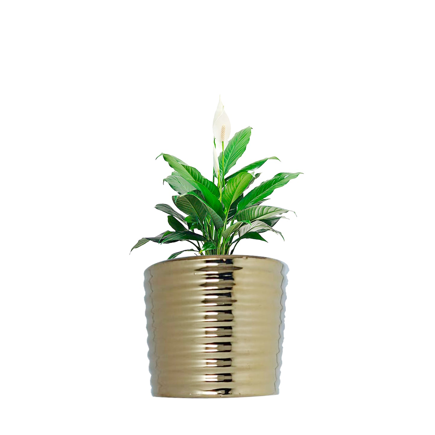 Matera Cerámica AW314 Líneas Horizontal