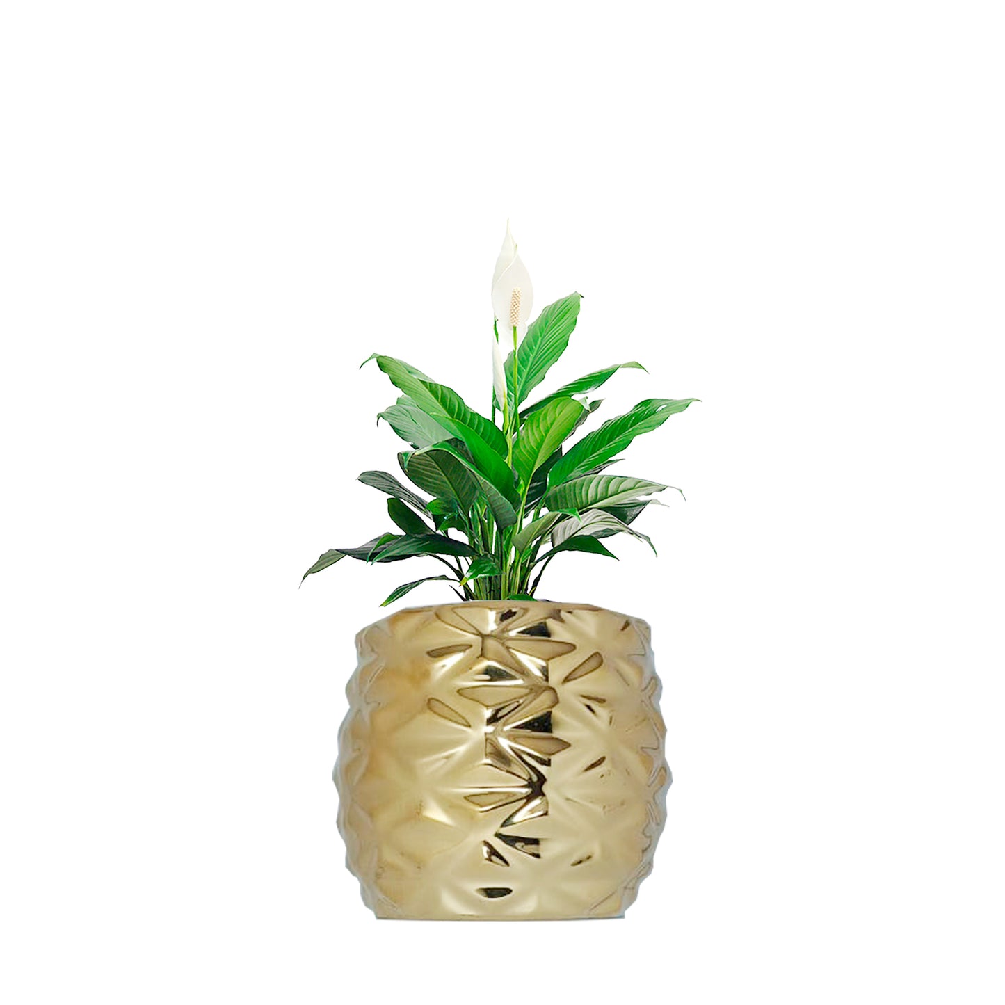 Matera Cerámica AW313 Vaso