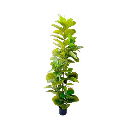 Planta Artificial Ficus Pandurata matera AP110