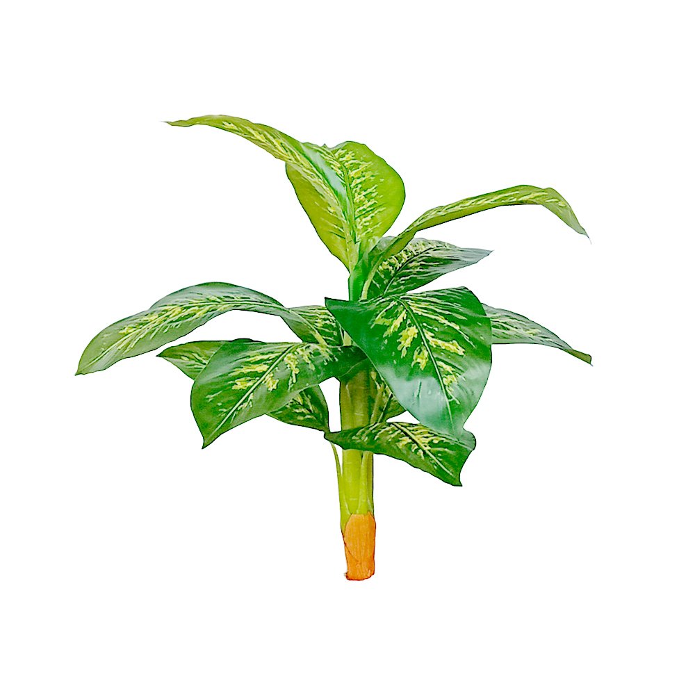 AGLONEMA--PLUTTER-70CM-RC19112642