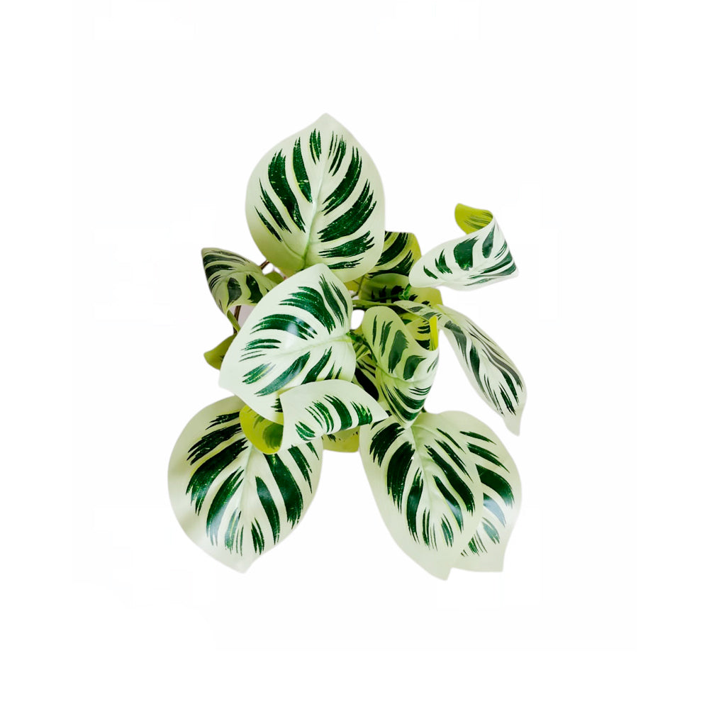 CALATEA-YELLOW-RF-0461-6-S