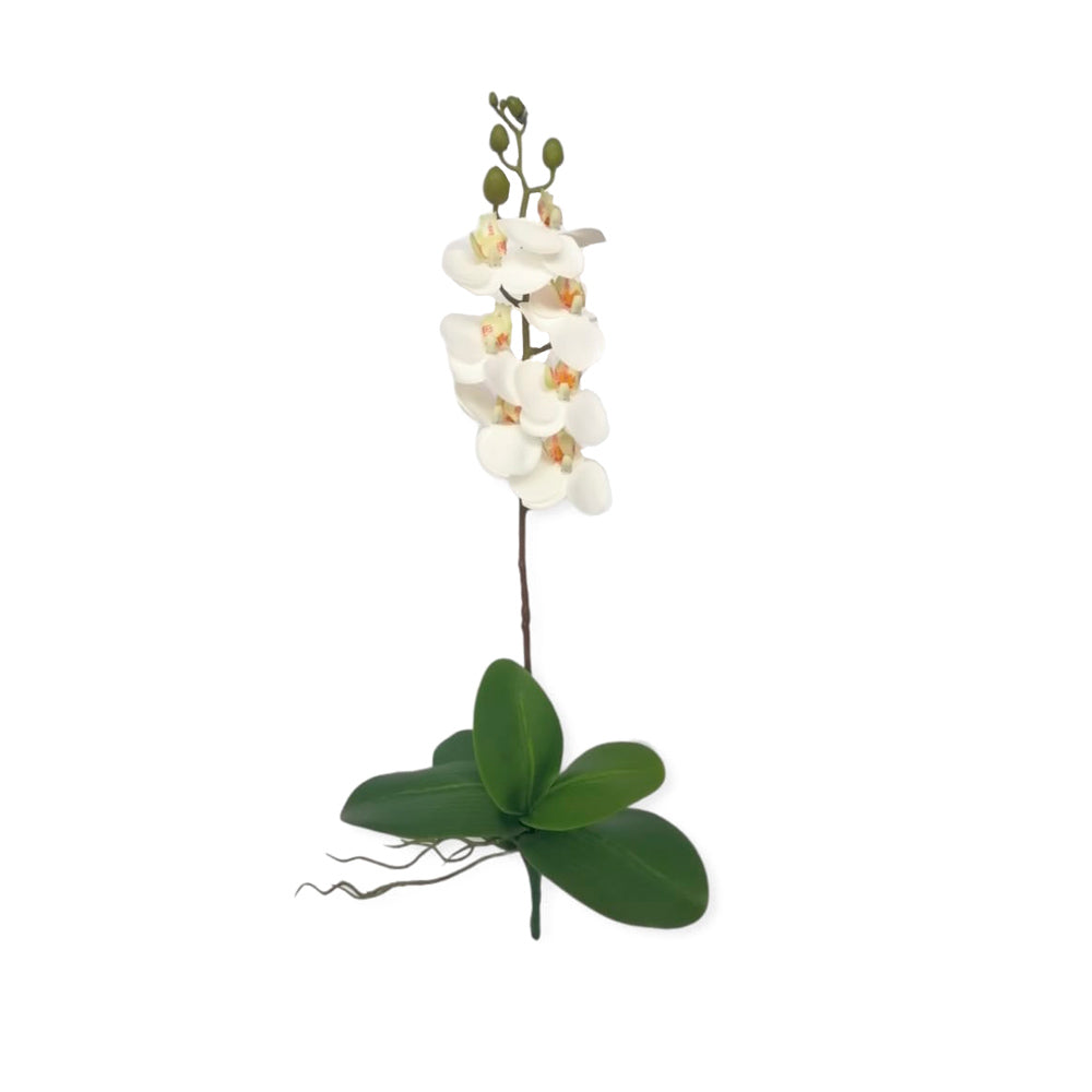 COMBO-ORQUIDEA-7-VARAS-BLANCA