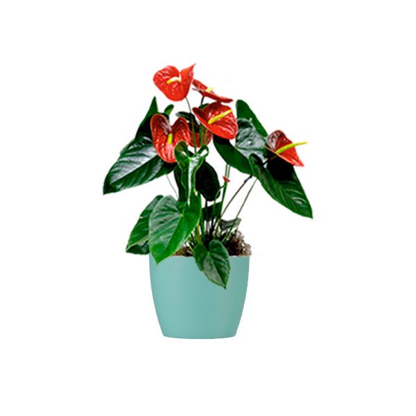 Combo-Aga-Mate-16-Cm-Menta-y-Anturio