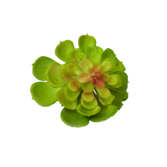 Copia de suculenta4