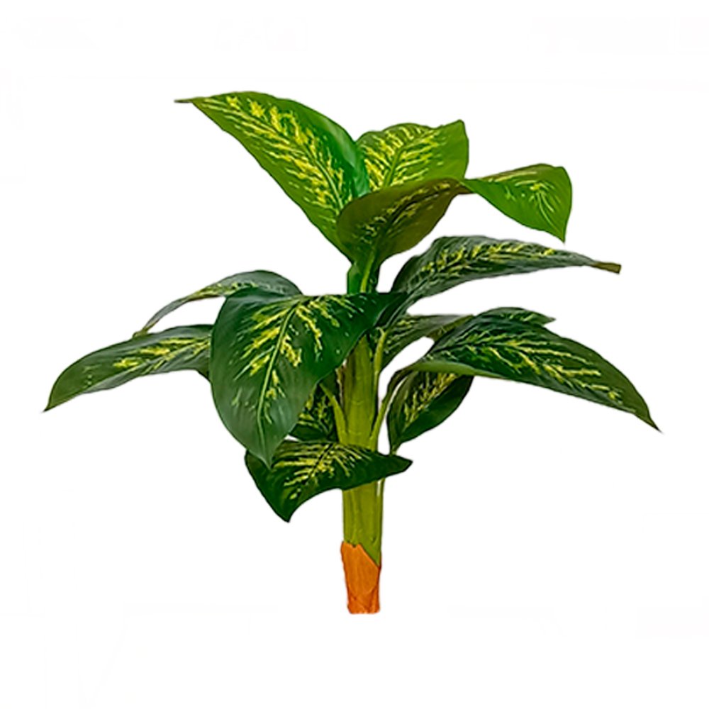 DIEFENBAQUIA-90-CM-RC1947