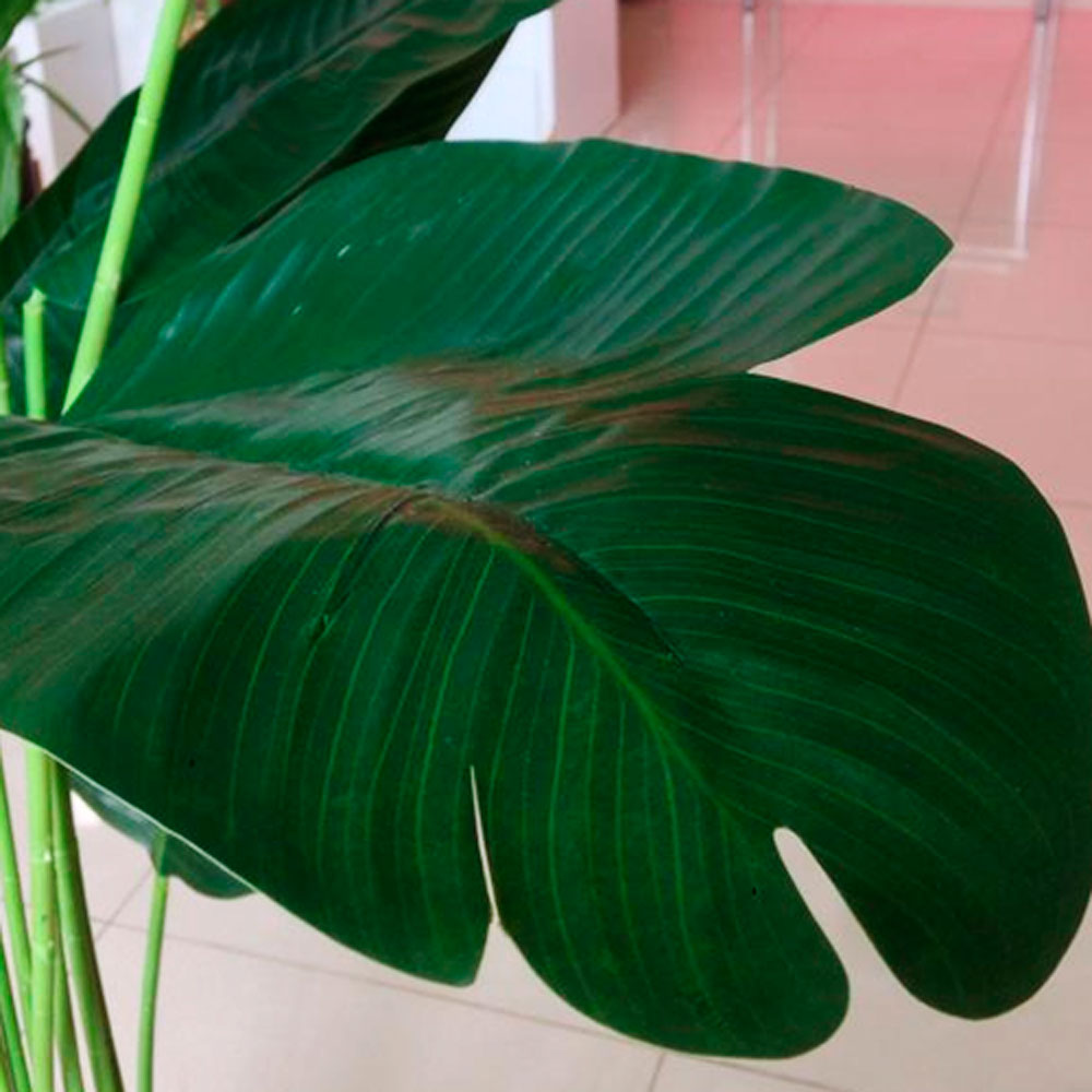 Hoja-de-platanera