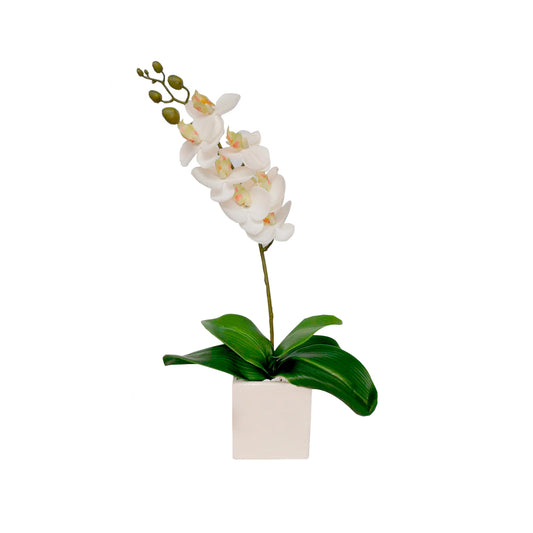 ORQUIDEA--WHITE