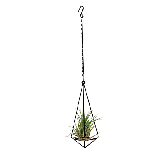 Soporte-aereo-con-planta-tillandsia.jpg-Negro