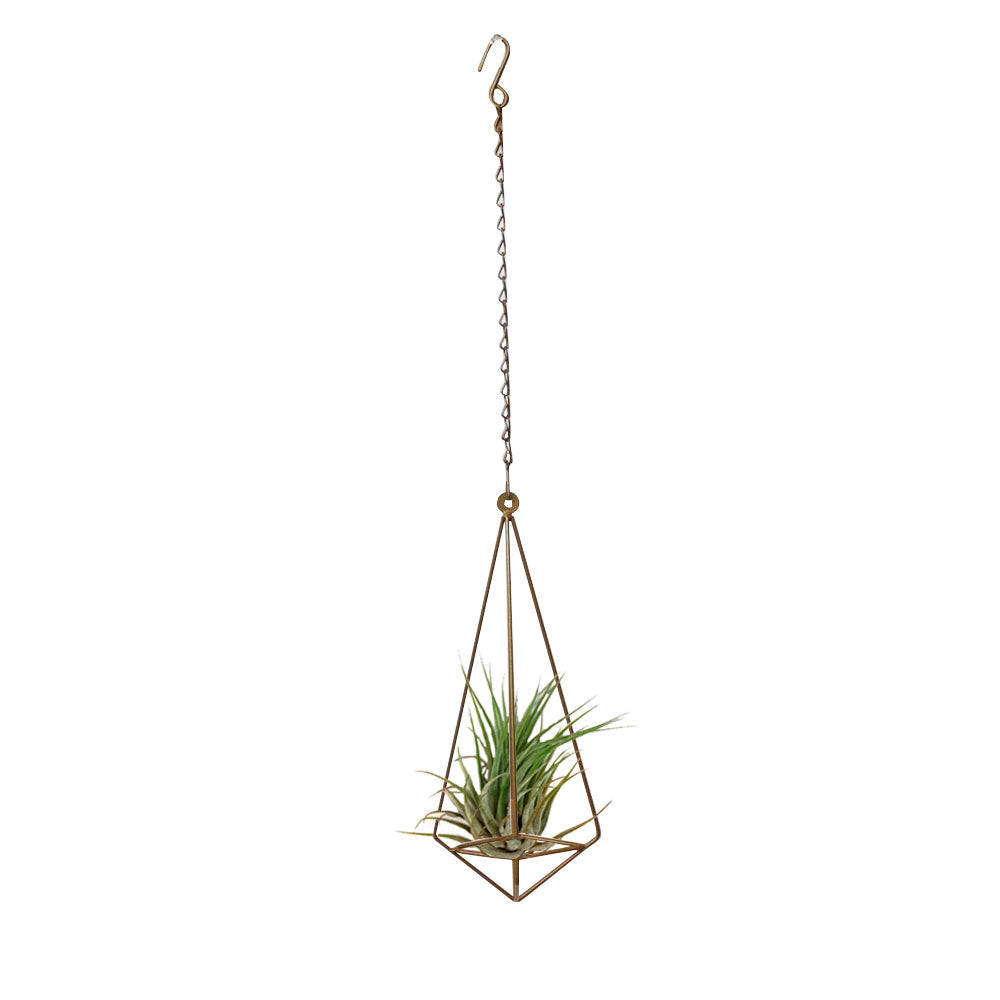 Soporte-aereo-con-planta-tillandsia