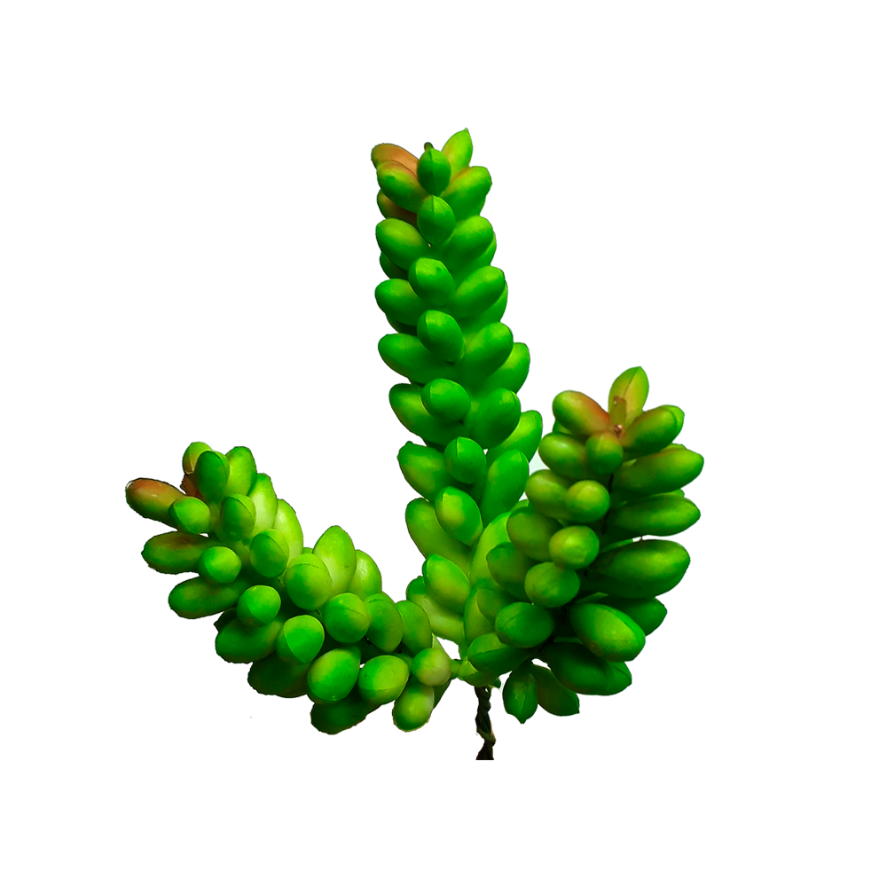 Suculenta-ÁRBOL-Bananito