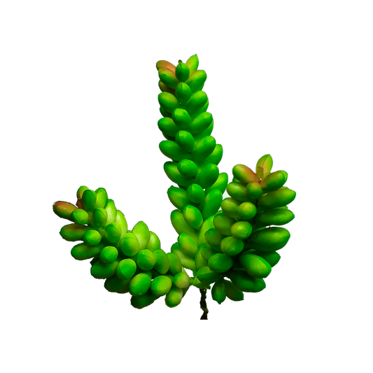 Suculenta-ÁRBOL-Bananito