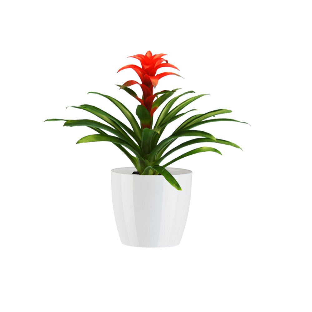 aganbromelia4