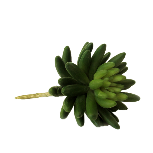suculenta6