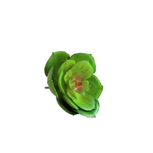 suculenta7