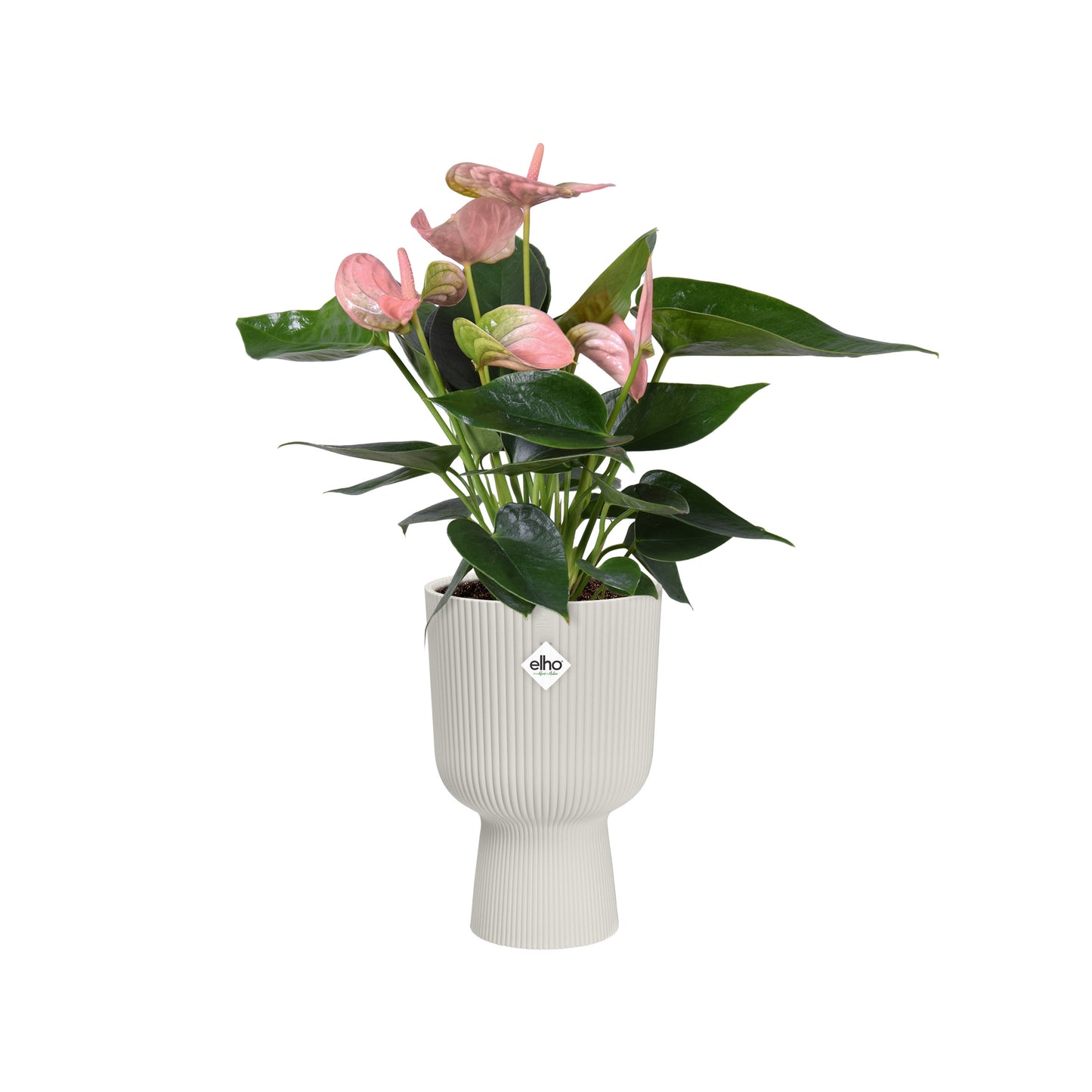 vibes fold coupe silky white inspiracional