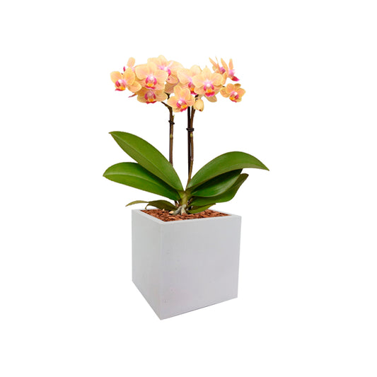 Arreglo Cuadrada Con Orquídea Multiflora con tarjeta de regalo