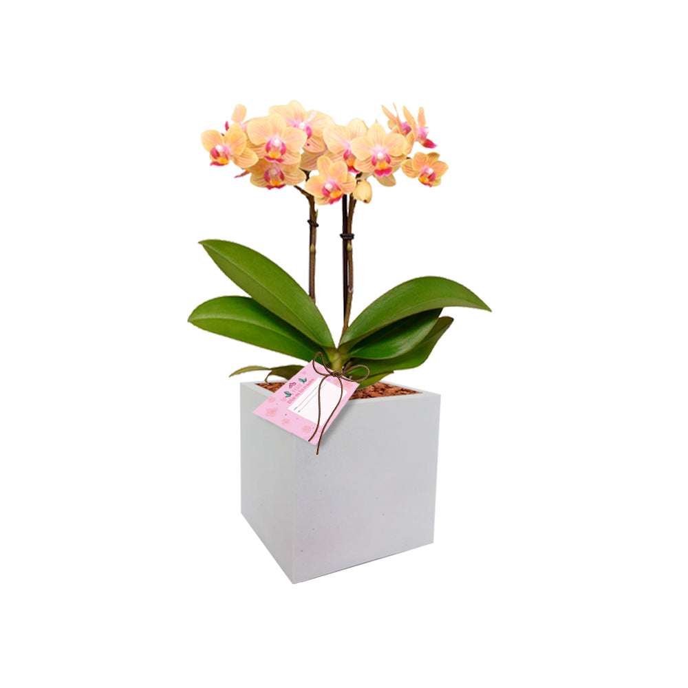 Arreglo Cuadrada Con Orquídea Multiflora con tarjeta de regalo
