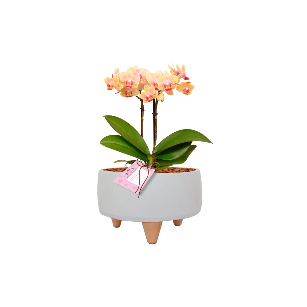Arreglo Ónix Con Orquídea Mini con tarjeta de regalo
