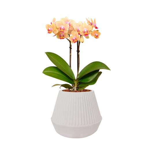 Arreglo Primavera Con Orquídea Multiflora con tarjeta de regalo