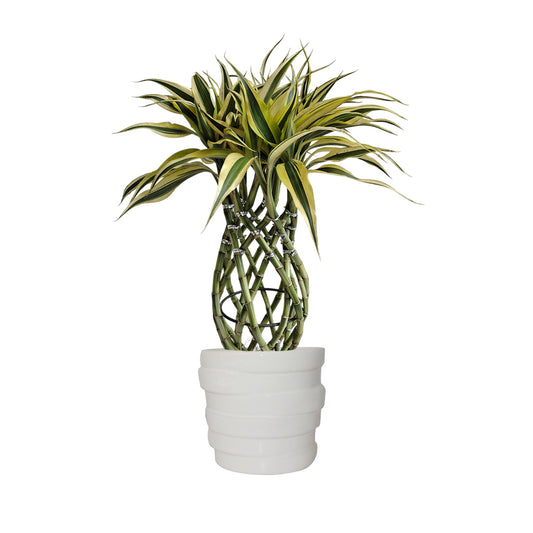 Bambú Trenzado con matera cerámica anillos