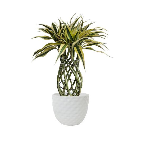 Bambú Trenzado con matera cerámica maragrita