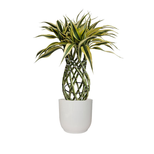 Bambú Trenzado con matera cerámica stripe