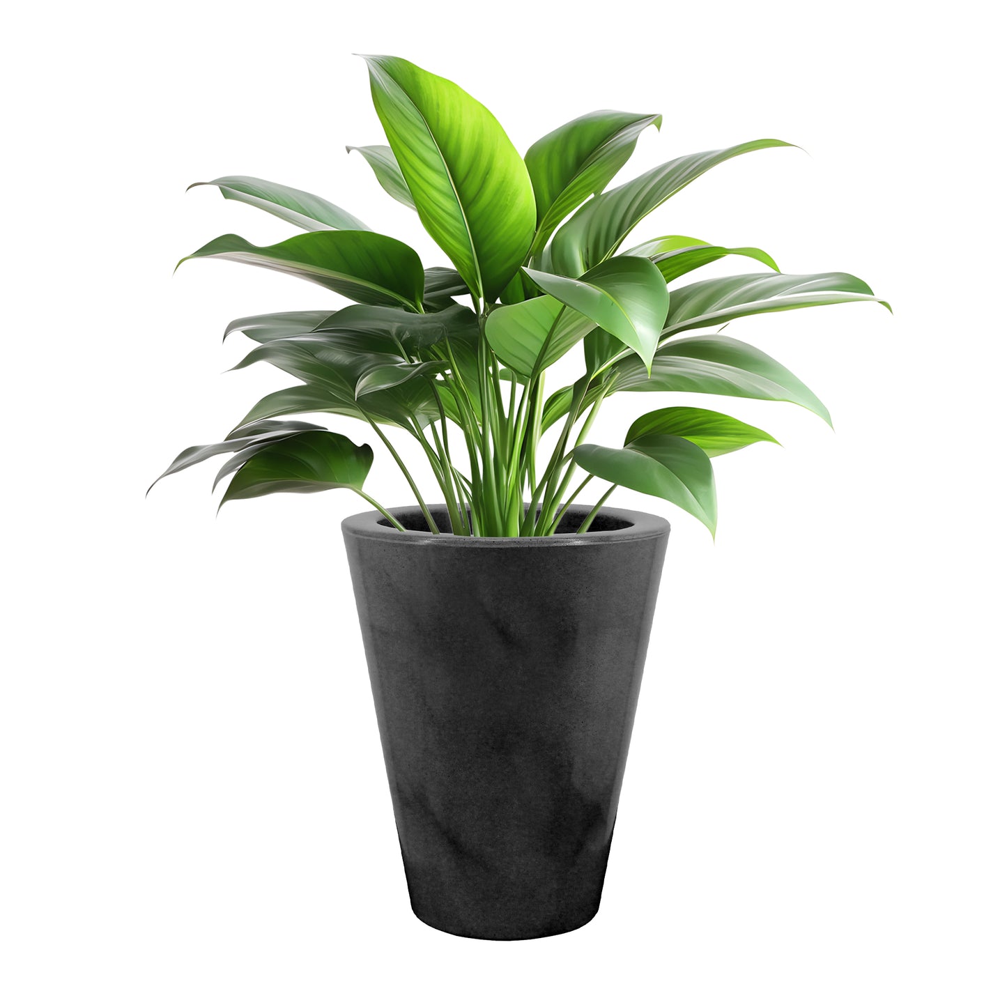 Matera Cone Joinville Liso  NEW COLLECTION