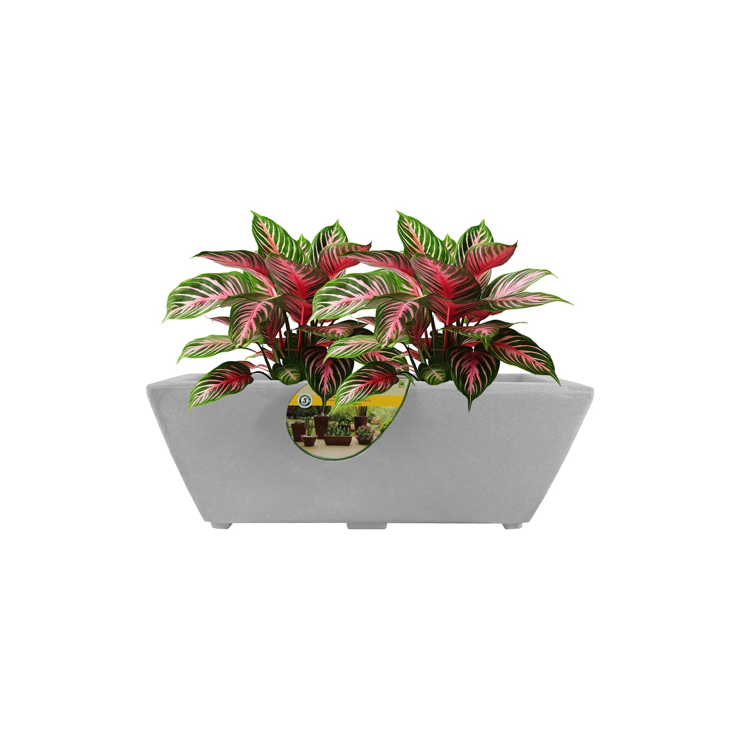 Matera Jardinera Joinville Lisa NEW COLLECTION