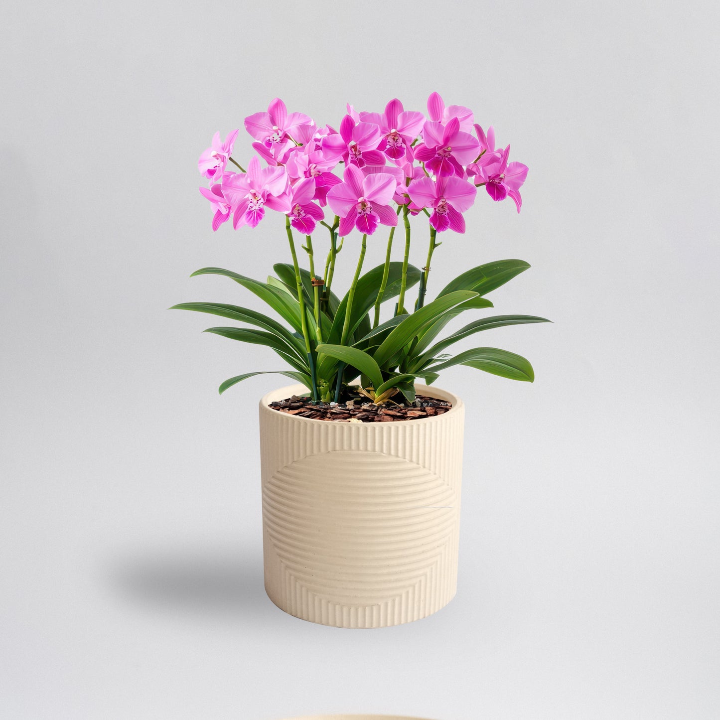 Matera Orquidea 13cm D X 12,5cm H Concreto COD 5629