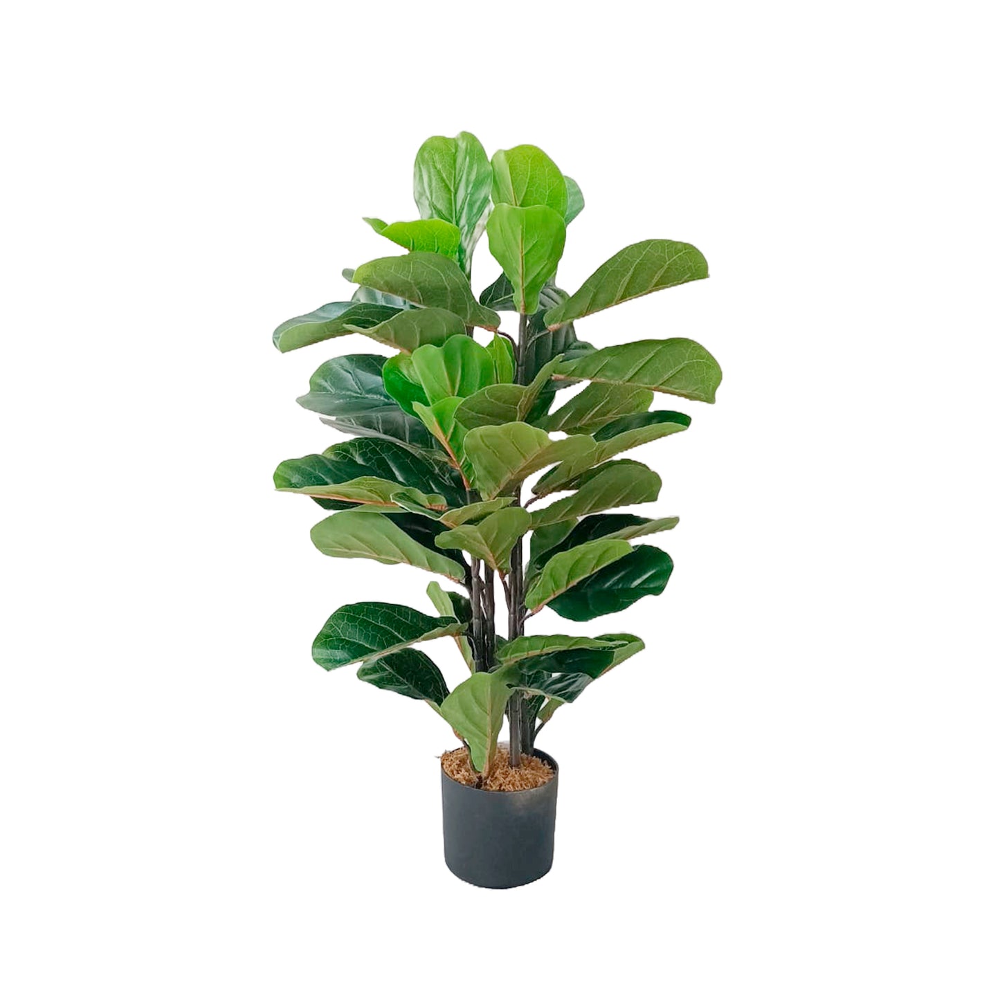 Ficus Pandurata Planta Artificial matera X4 ST015